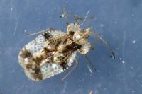 Stephanitis pyri