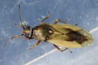 Cymus glandicolor