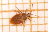 Oncochila simplex