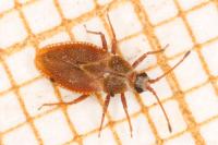 Oncochila simplex