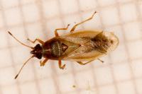Cymus glandicolor