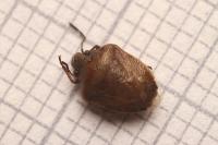 Eysarcoris ventralis