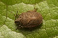 Podops inunctus