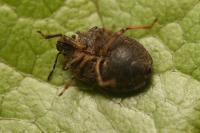 Podops inunctus