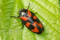 Cercopis vulnerata