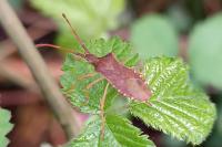 Gonocerus acuteangulatus