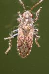 Heterogaster urticae