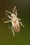 Heterogaster urticae