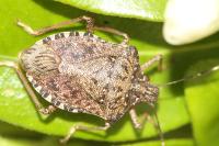 Halyomorpha halys