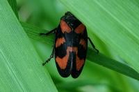 Cercopis vulnerata