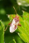Rhopalus subrufus