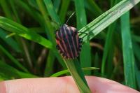 Graphosoma italicum