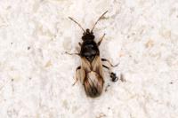 Metopoplax ditomoides