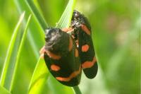 Cercopis intermedia