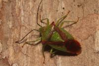 Acanthosoma haemorrhoidale