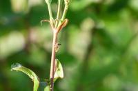 Centrotus cornutus