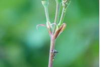 Centrotus cornutus