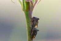 Centrotus cornutus