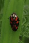 Cercopis vulnerata