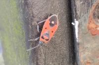 Melanocoryphus albomaculatus