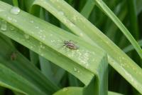 Horistus orientalis