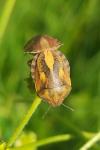 Eurygaster maura