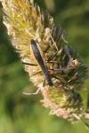 Micrelytra fossularum