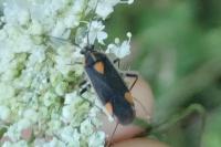 Capsodes flavomarginatus