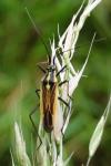 Leptopterna dolabrata