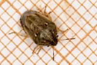 Neottiglossa leporina