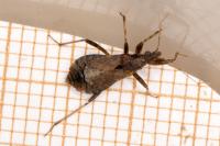 Himacerus mirmicoides