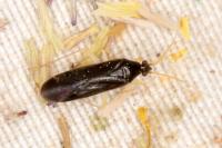 Phylus coryli