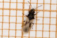 Metopoplax ditomoides