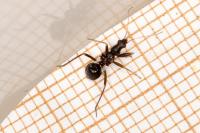 Himacerus mirmicoides
