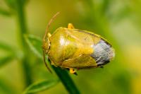Piezodorus lituratus