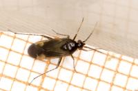 Plagiognathus arbustorum