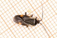 Adelphocoris seticornis