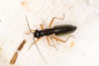Pithanus maerkelii
