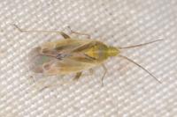Amblytylus nasutus