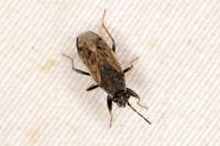 Peritrechus gracilicornis