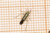 Stenotus binotatus