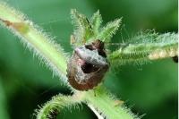 Stagonomus venustissimus