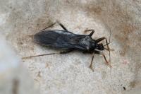 Reduvius personatus