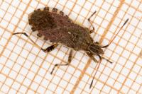Ceraleptus gracilicornis