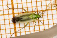 Stenotus binotatus