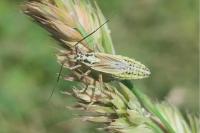 Leptopterna ferrugata