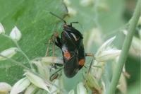 Deraeocoris ruber