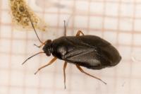 Heterocordylus erythropthalmus