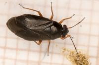 Heterocordylus erythropthalmus