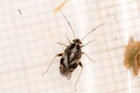 Cyphodema instabilis